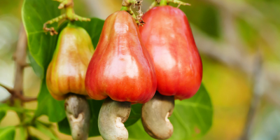 Cashew culture of Goa