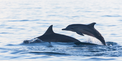 Discovering the Charm of Dolphin Spotting in Goa Tips for Responsible Tourism