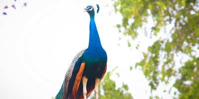 Wildlife Sanctuaries In Goa